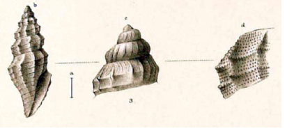 Conidae  nel Mediterraneo : Genere Mangelia